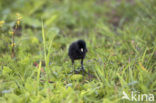 Baillon’s Crake (Porzana pusilla)