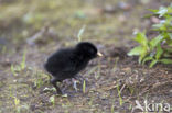 Baillon’s Crake (Porzana pusilla)