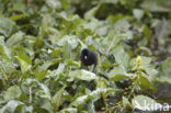 Baillon’s Crake (Porzana pusilla)