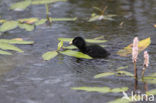 Kleinst Waterhoen (Porzana pusilla) 