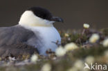 Kleinste Jager (Stercorarius longicaudus)