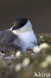 Kleinste Jager (Stercorarius longicaudus)