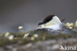 Kleinste Jager (Stercorarius longicaudus)