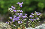 Kliflamsoor (Limonium binervosum)