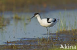 Pied Avocet (Recurvirostra avosetta)
