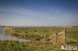 Mute Swan (Cygnus olor)