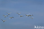 Mute Swan (Cygnus olor)