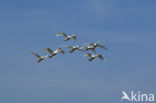 Knobbelzwaan (Cygnus olor)