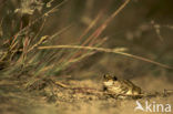 Common Spadefoot Toad (Pelobates fuscus)