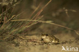 Common Spadefoot Toad (Pelobates fuscus)