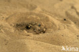 Common Spadefoot Toad (Pelobates fuscus)