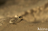 Common Spadefoot Toad (Pelobates fuscus)