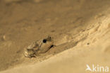 Common Spadefoot Toad (Pelobates fuscus)