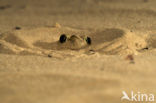 Common Spadefoot Toad (Pelobates fuscus)