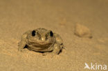 Common Spadefoot Toad (Pelobates fuscus)