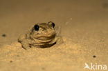 Common Spadefoot Toad (Pelobates fuscus)