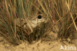 Common Spadefoot Toad (Pelobates fuscus)