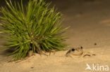 Common Spadefoot Toad (Pelobates fuscus)