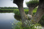 Knotwilg (Salix alba)