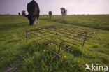 Cow (Bos domesticus)