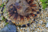 Compass Jellyfish (Chrysaora hysoscella)