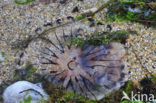 Compass Jellyfish (Chrysaora hysoscella)