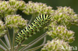 Koninginnepage (Papilio machaon) 