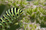 Koninginnepage (Papilio machaon) 