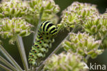 Swallowtail (Papilio machaon)