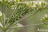 Swallowtail (Papilio machaon)