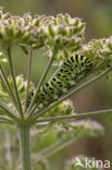 Koninginnepage (Papilio machaon) 