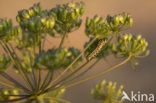 Koninginnepage (Papilio machaon) 