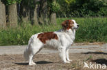 Kooikerhond (Canis domesticus)