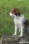 Kooikerhond (Canis domesticus)