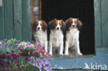 Dutch Decoy Spaniel