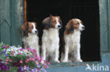 Dutch Decoy Spaniel