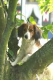 Dutch Decoy Spaniel