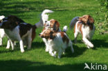 Dutch Decoy Spaniel