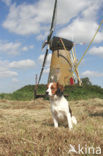 Dutch Decoy Spaniel