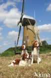 Dutch Decoy Spaniel