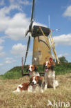 Dutch Decoy Spaniel