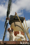 Dutch Decoy Spaniel