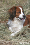 Dutch Decoy Spaniel