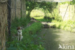 Dutch Decoy Spaniel