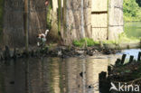 Dutch Decoy Spaniel