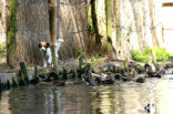 Kooikerhond (Canis domesticus)