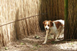 Dutch Decoy Spaniel