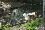 Dutch Decoy Spaniel