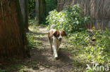 Dutch Decoy Spaniel