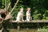 Dutch Decoy Spaniel